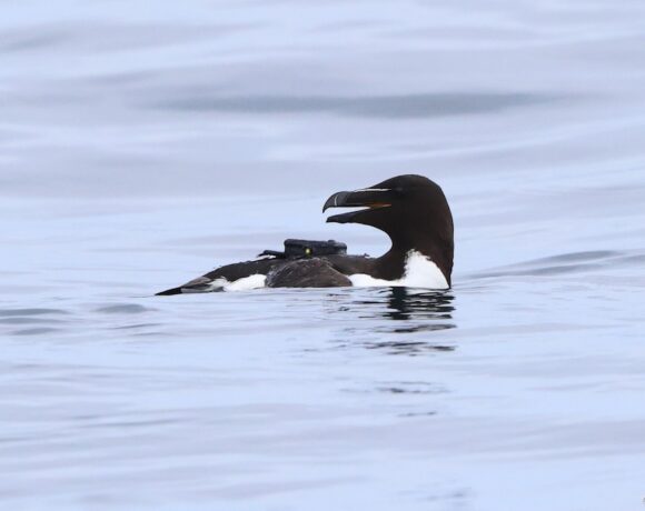 Razorbill