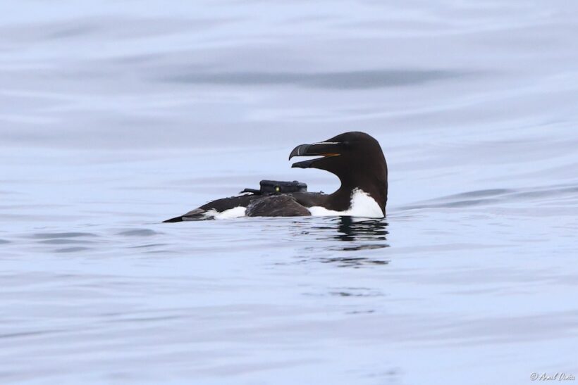 Pingouin torda