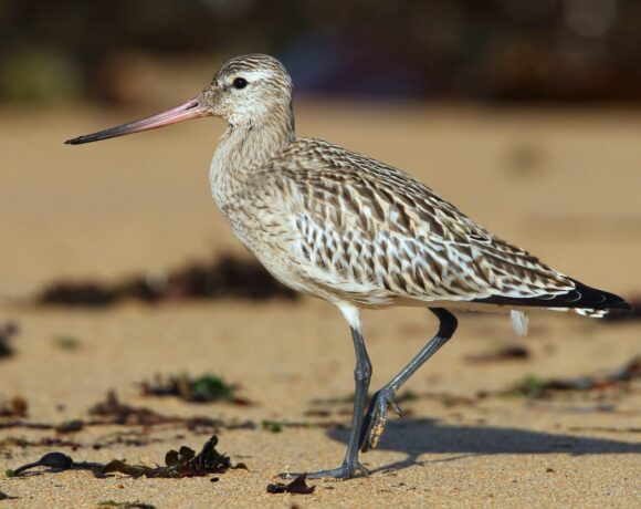 Bar-tailed godwit