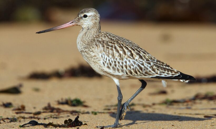 Bar-tailed godwit