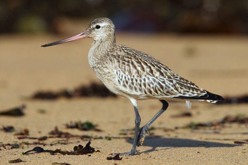 Bar-tailed godwit