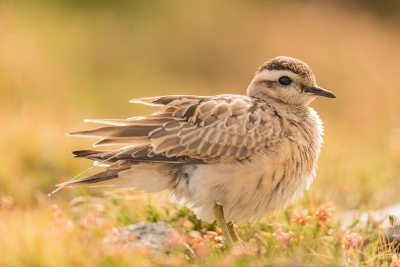 Eurasian dotterel