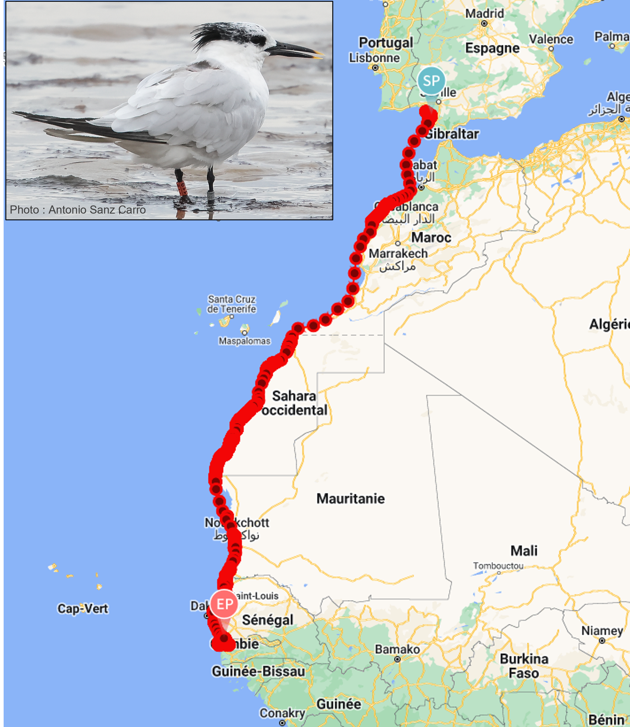 Sterne caugek équipée d’un GPS photographiée par un ornithologue en Espagne au mois de septembre et trajet de la première des sternes suivie à avoir rejoint les côtes Africaines après une longue pause au sud de l’Espagne.
