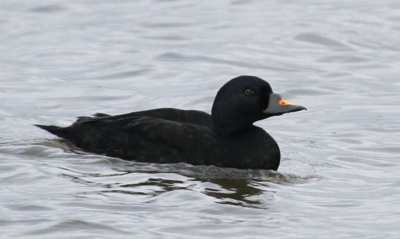 Common scoter