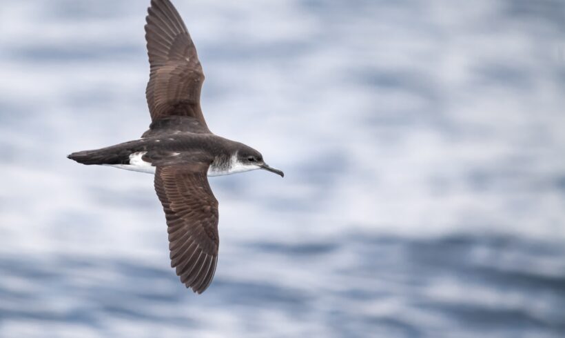 Manx shearwater