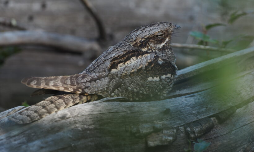 European nightjar