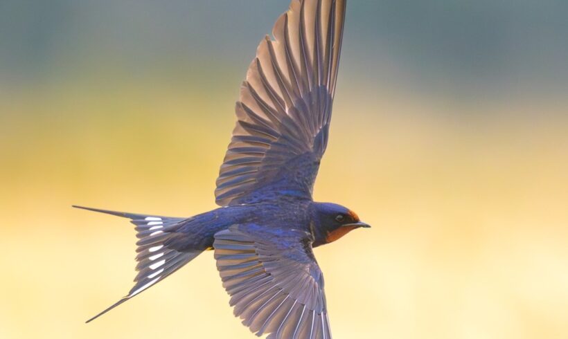 Barn swallow