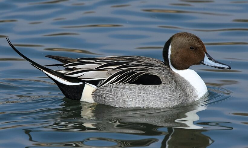 Canard pilet