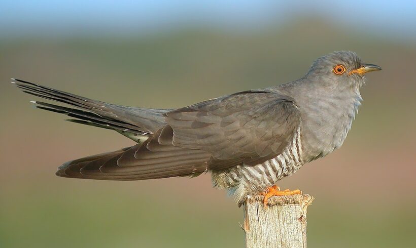 Common cuckoo