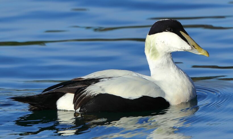 Common eider