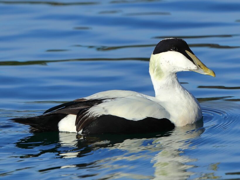 Eider à duvet