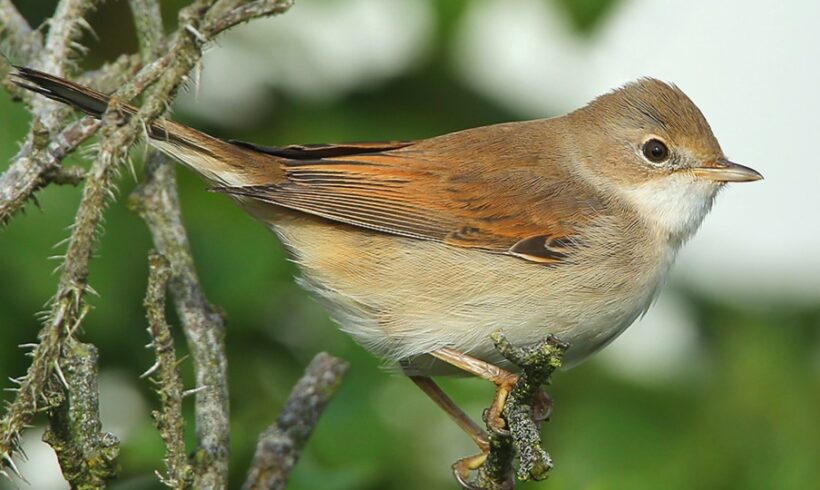 Common whitethroat