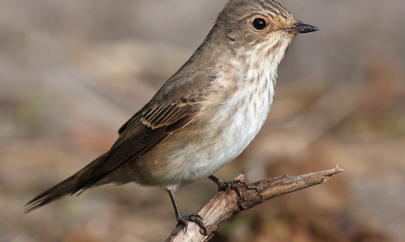 Spotted Flycatcher