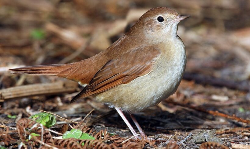 Common nightingale