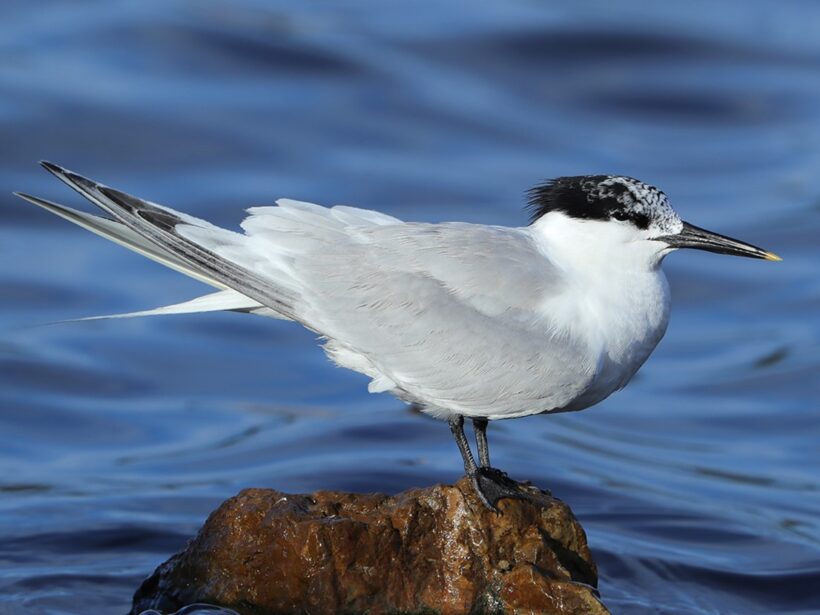 Sandwich tern