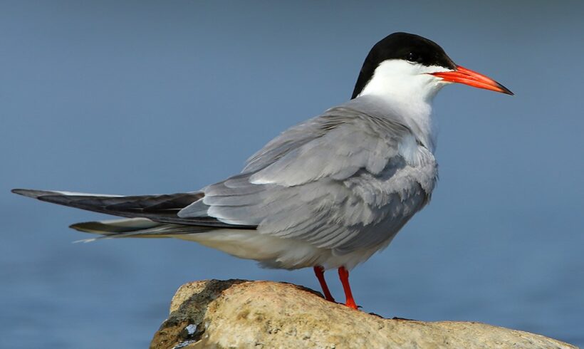 Common tern