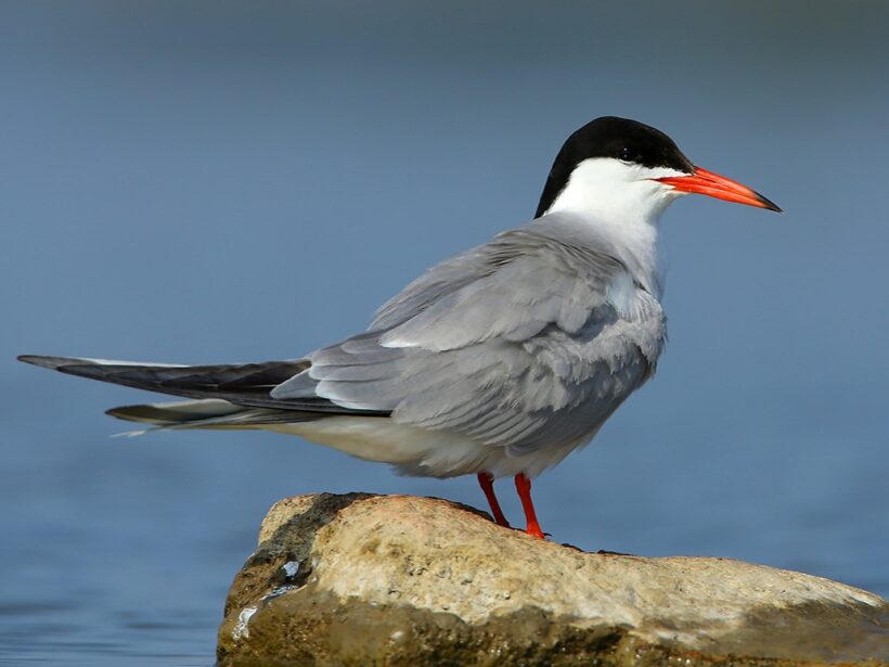 Common tern