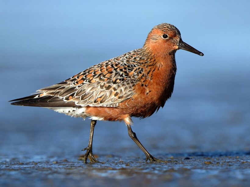 Red knot