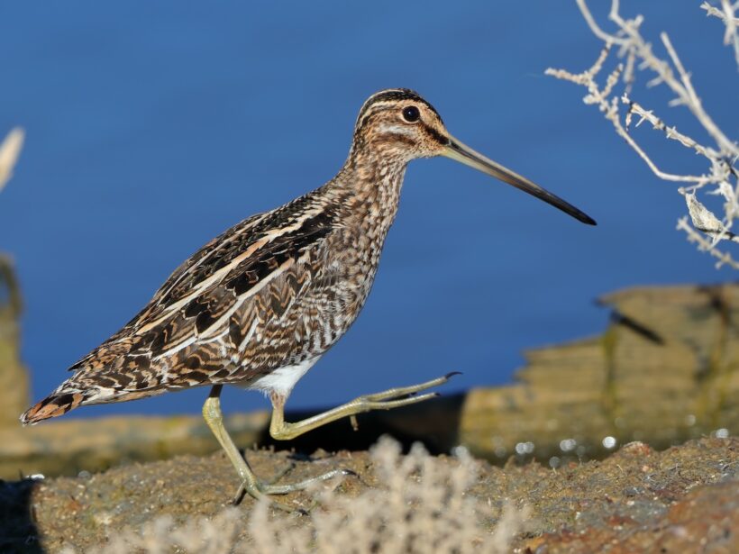 Common snipe