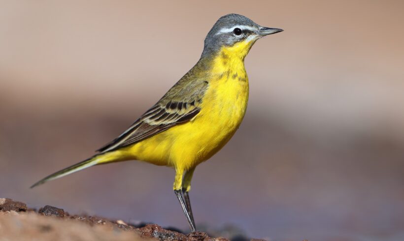 Western yellow wagtail