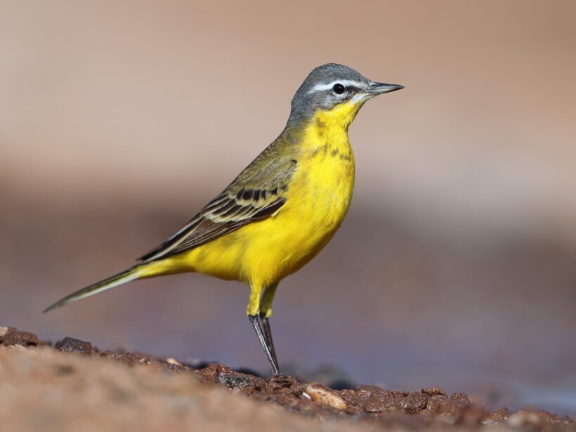 Western yellow wagtail