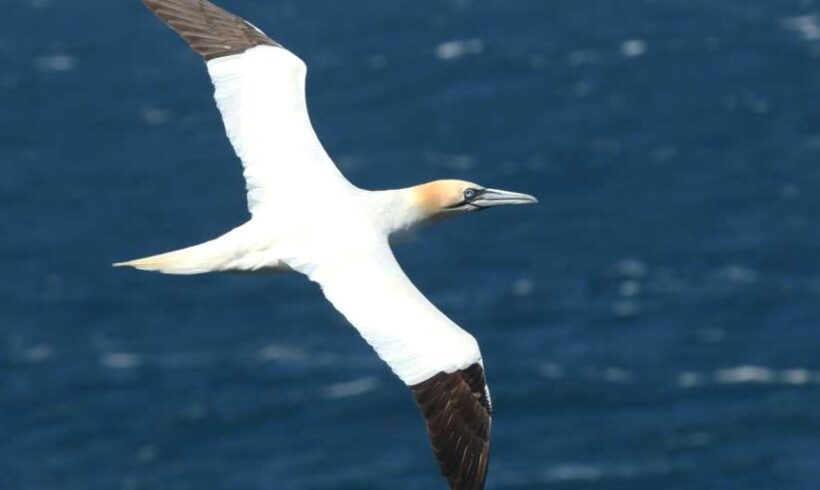 Northern gannet