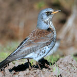 Fieldfare