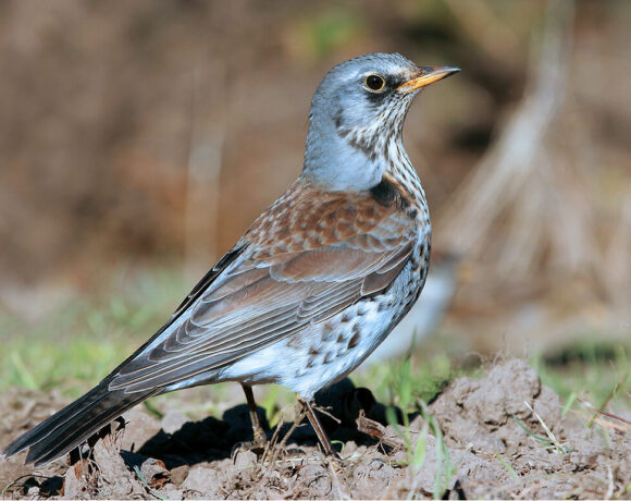 Fieldfare