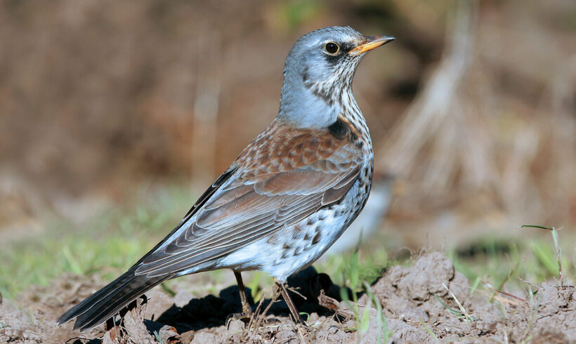 Fieldfare