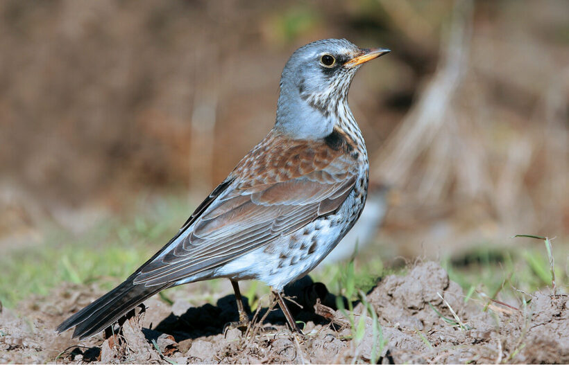 Fieldfare