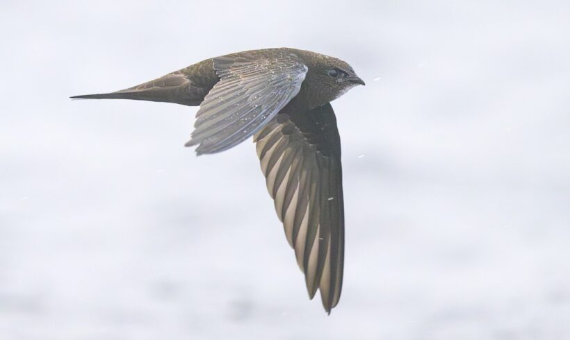 Common swift