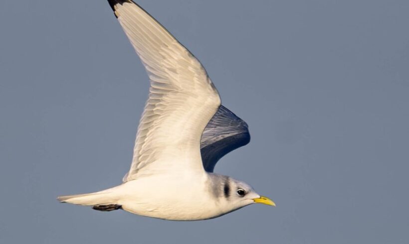 Mouette tridactyle