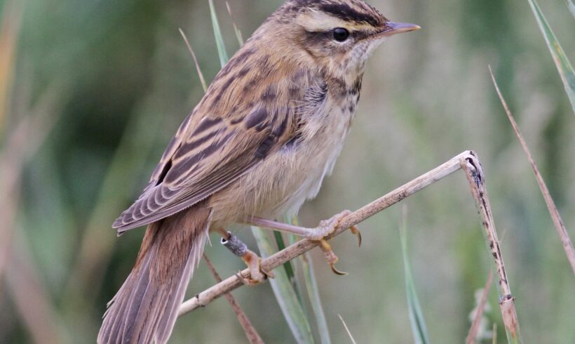 Sedge warbler