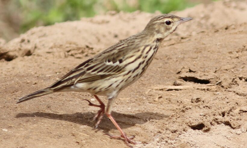 Tree pipit