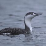 Red-throated diver