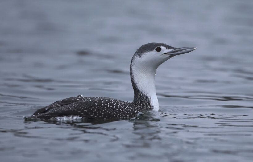 Red-throated diver