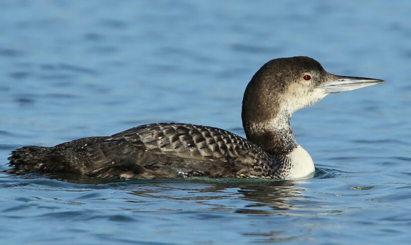 Great northern diver