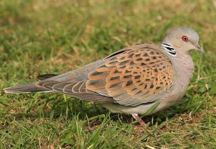 Turtle dove