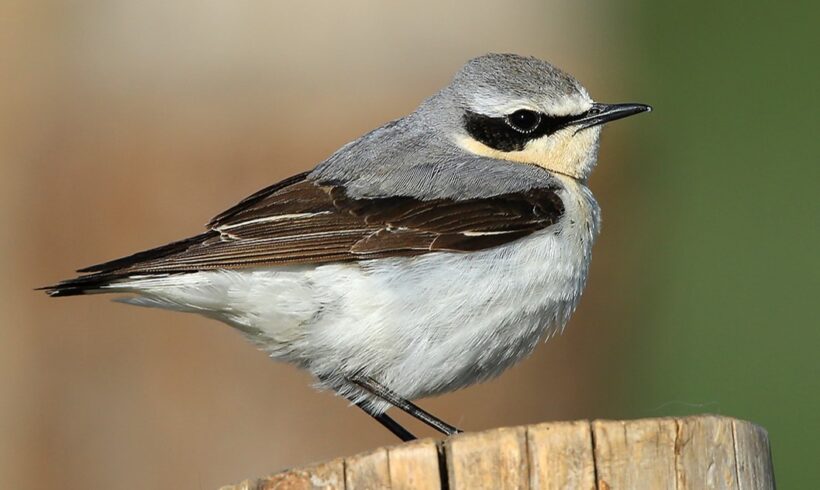 Common wheatear