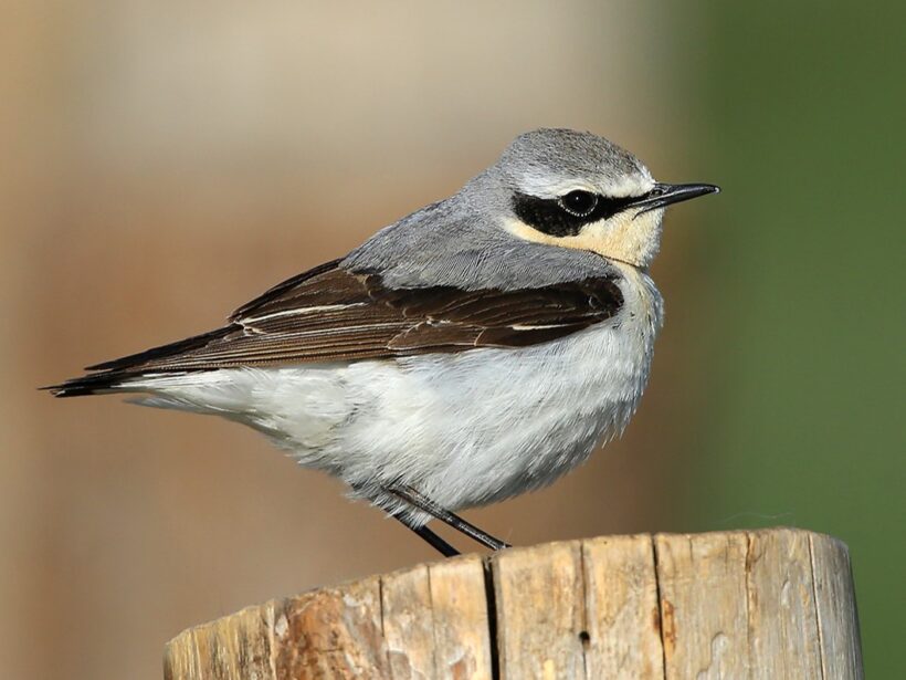 Common wheatear