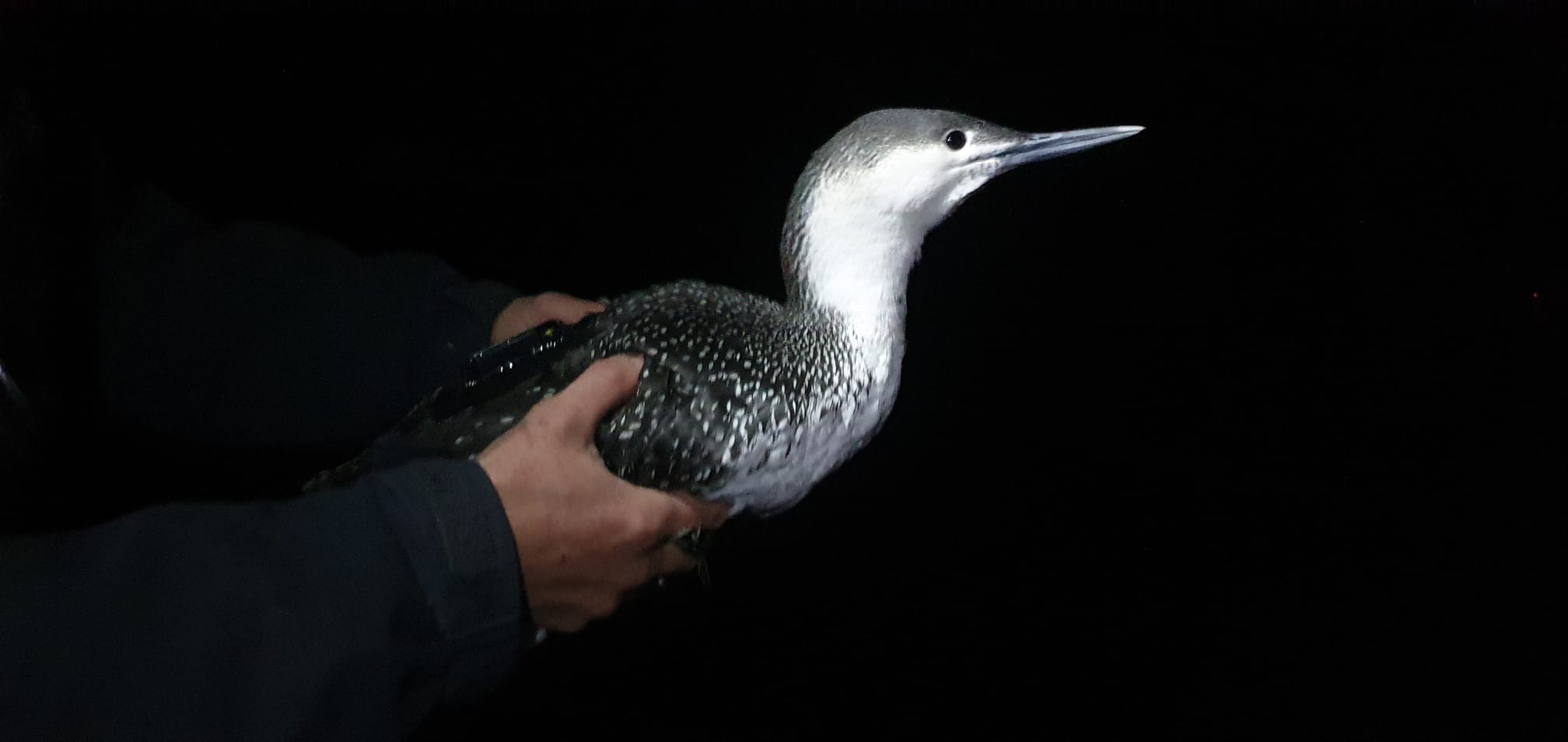 A red-throated diver about to be release with a GPS taped to its back feathers.