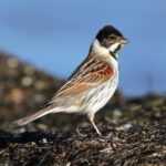 Common reed bunting