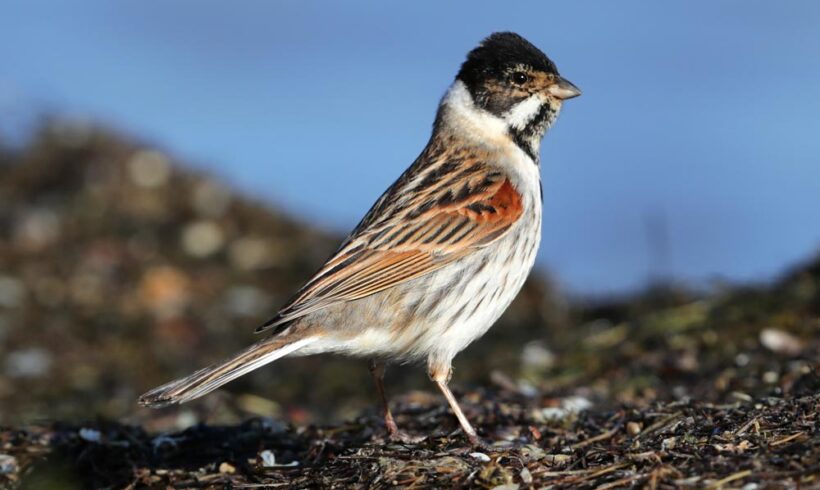 Common reed bunting