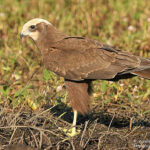 Marsh harrier