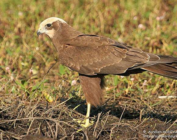 Marsh harrier