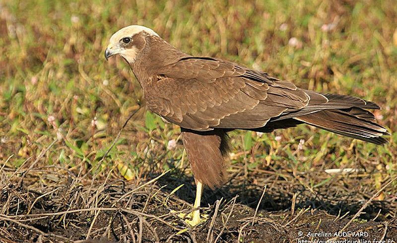 Marsh harrier