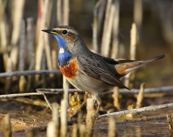 Bluethroat