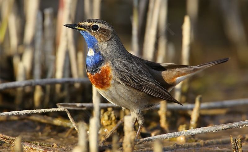 Bluethroat