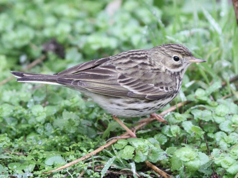 Pipit farlouse