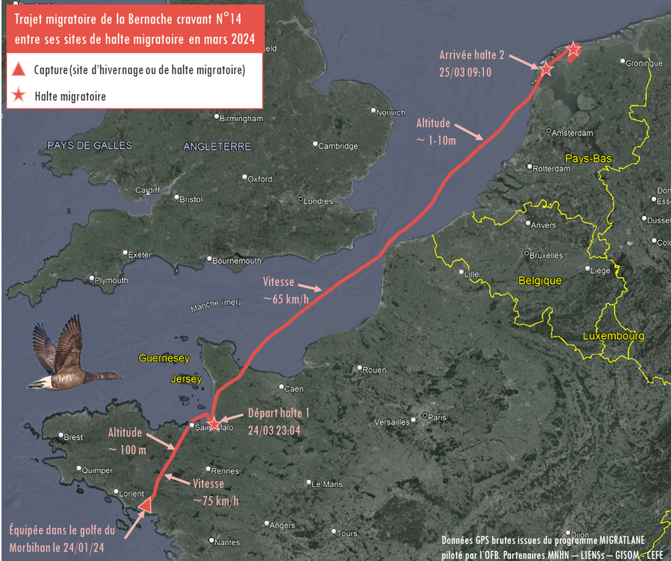 Début de la migration prénuptiale de la bernache cravant N°14 équipée en janvier 2024 dans le Morbihan.